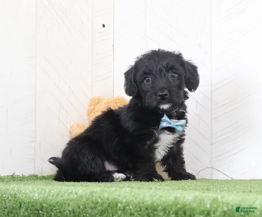 Yochon dogs for sale: Pepper - Ad 1
