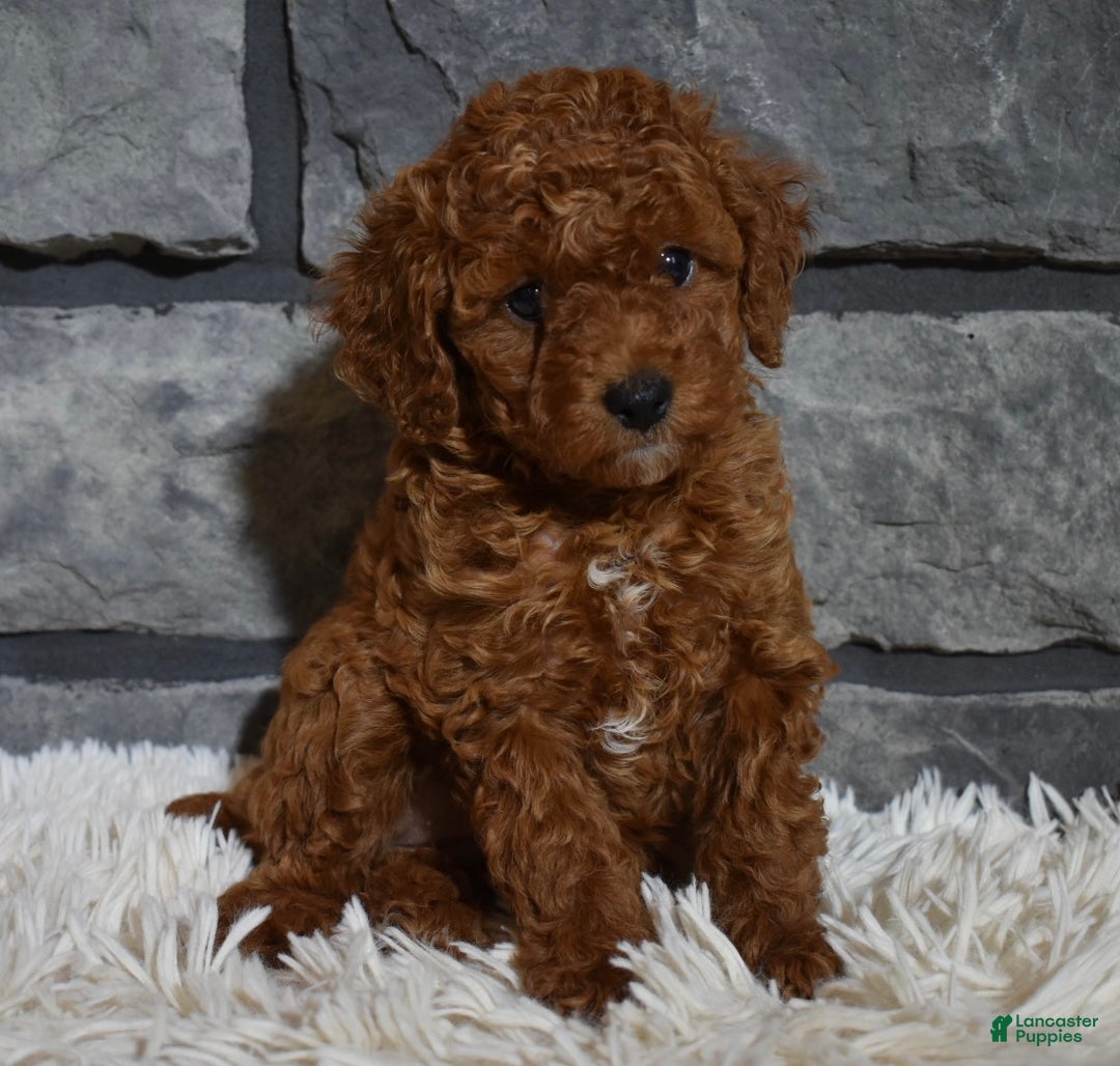 Toy Poodle dogs for sale: Cinnamon  - Ad 4