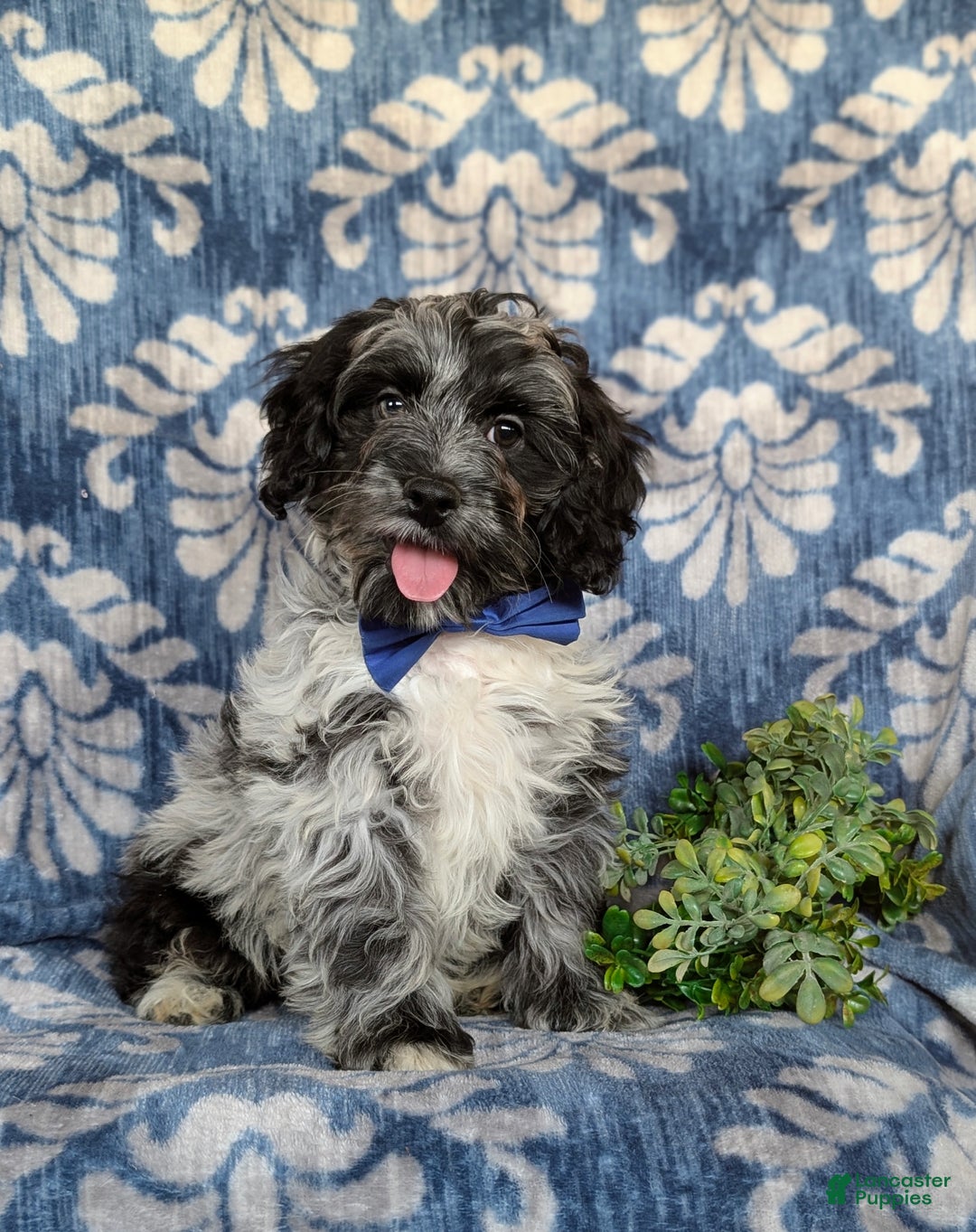 Cockapoo dogs for sale: Randall - Ad 3