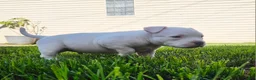 American Bully dogs for sale: White Male - Tatanka - Ad 16
