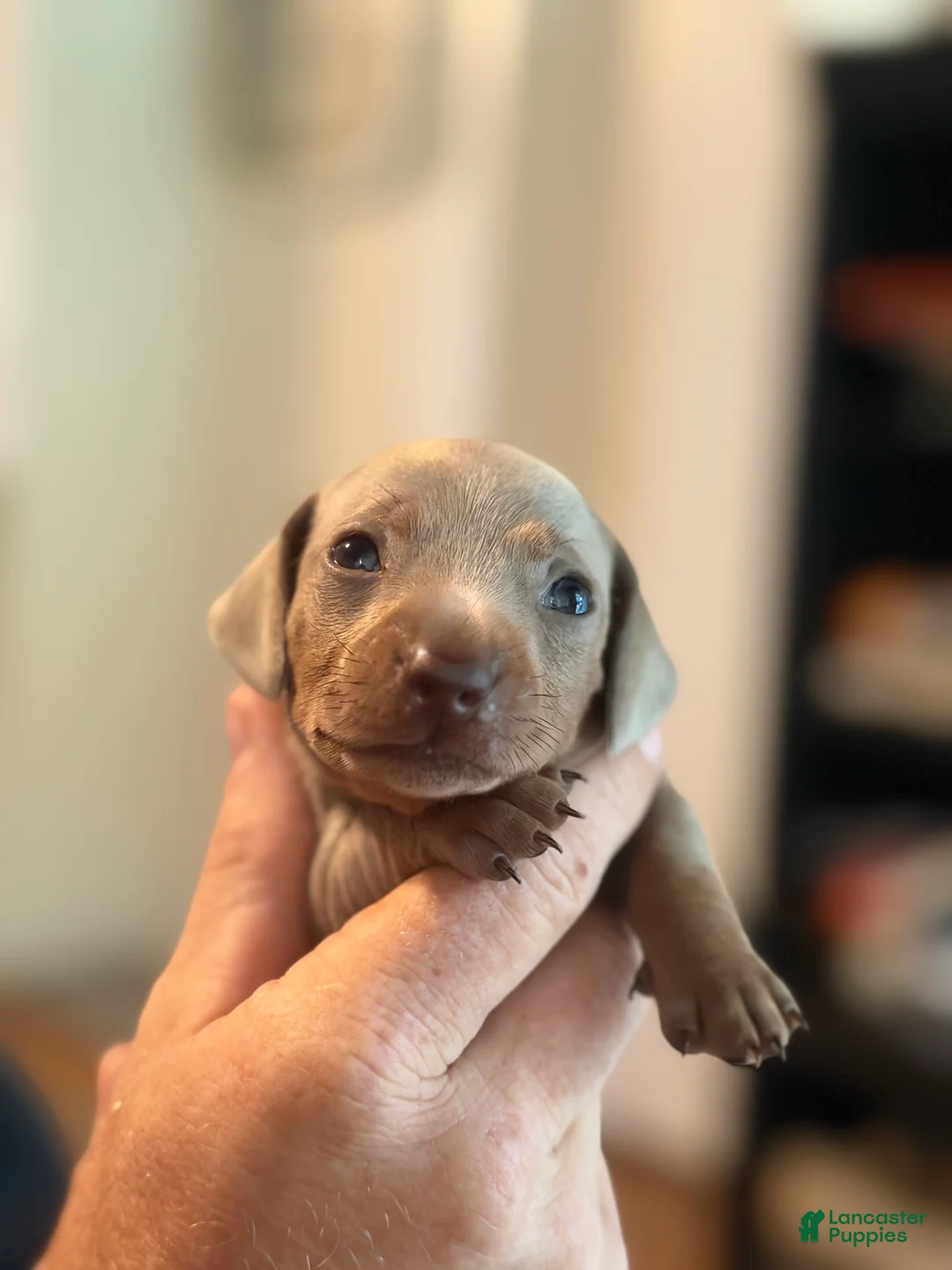 Miniature Dachshund dogs for sale: Miniature Dachshund Puppy 4 - Ad 14
