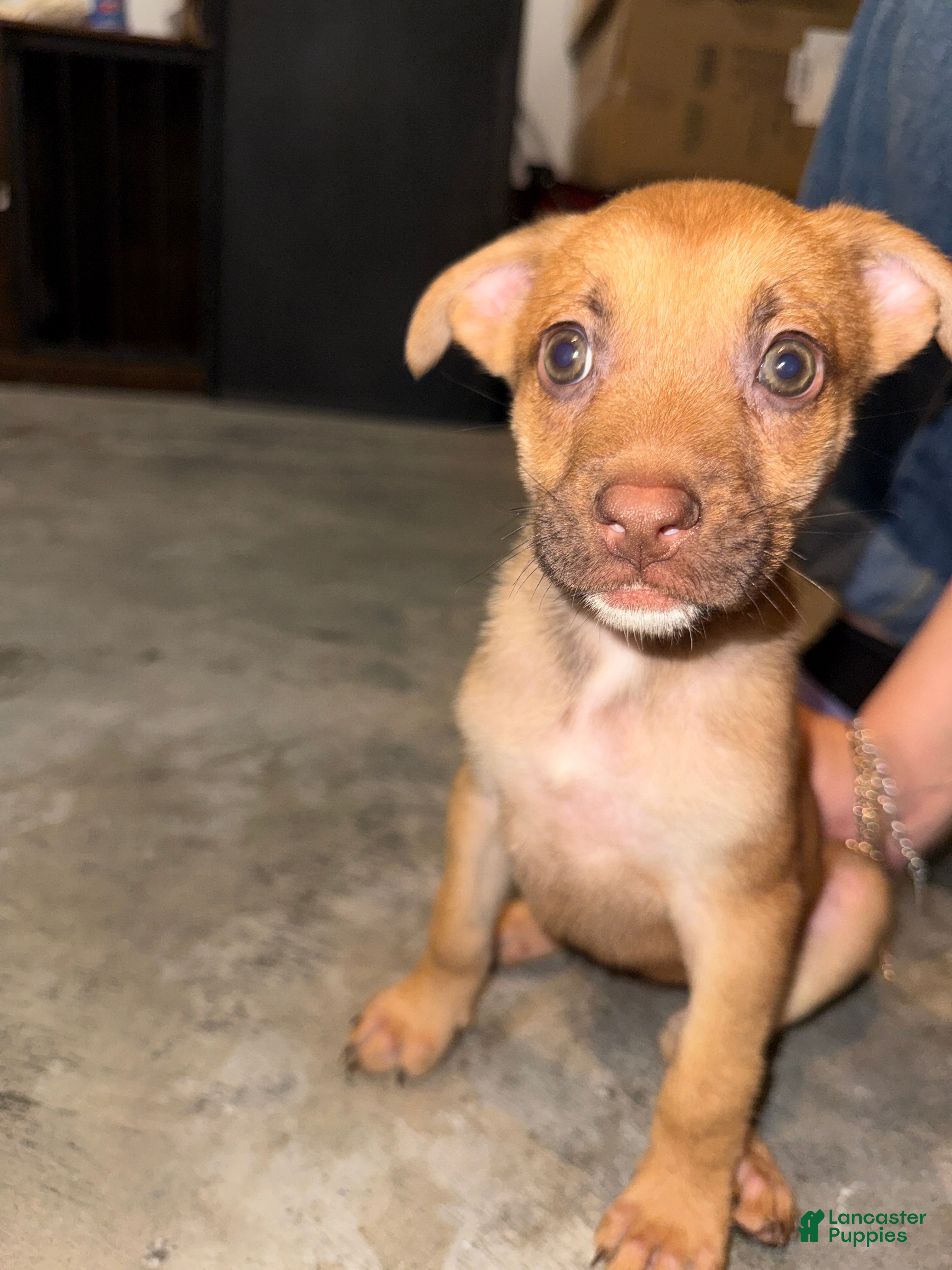 German Shepherd dogs German Shepherd Puppy 5 - Ad 9