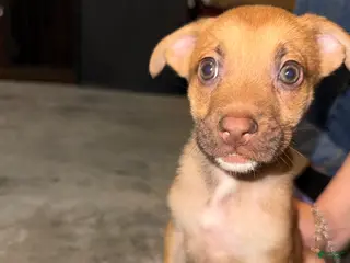 German Shepherd dogs German Shepherd Puppy 5 - Ad 9