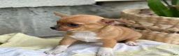 Chihuahua dogs for sale: Rover - Ad 8