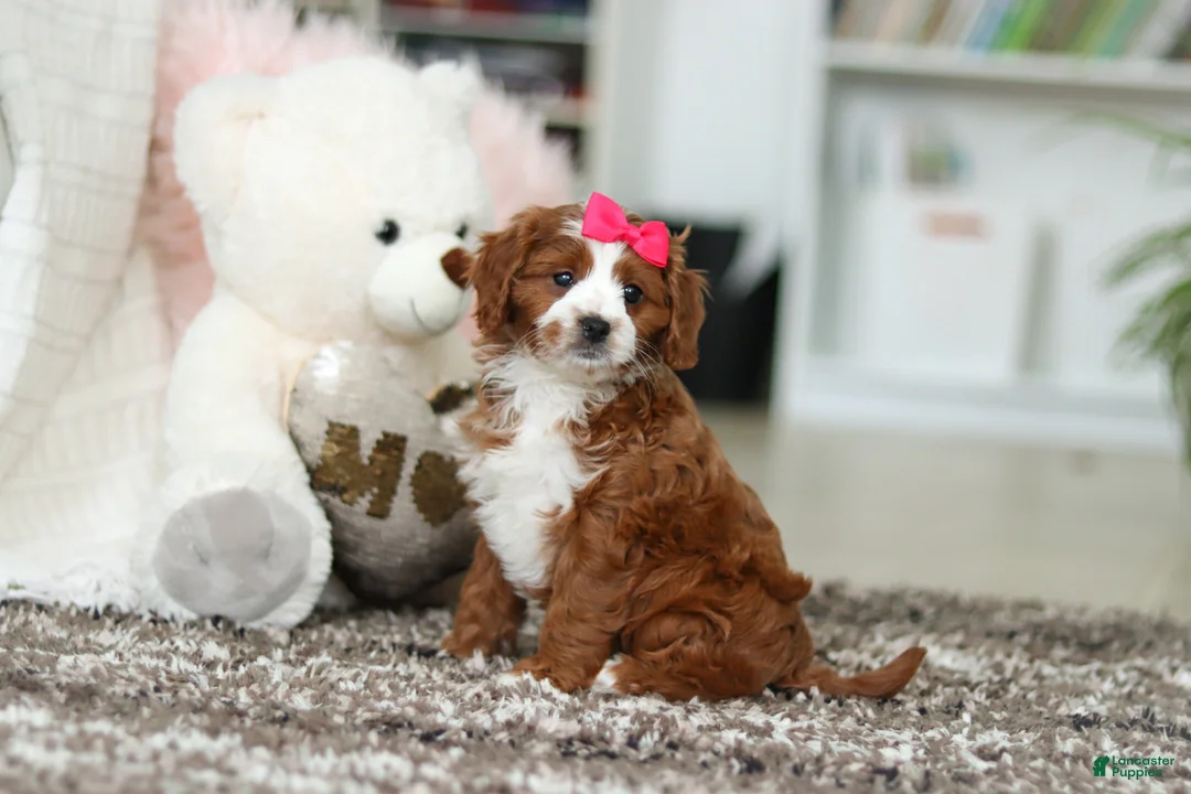 Cavapoo dogs for sale: Angela - Ad 12