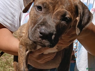 American Pit Bull Terrier dogs - Ad 14