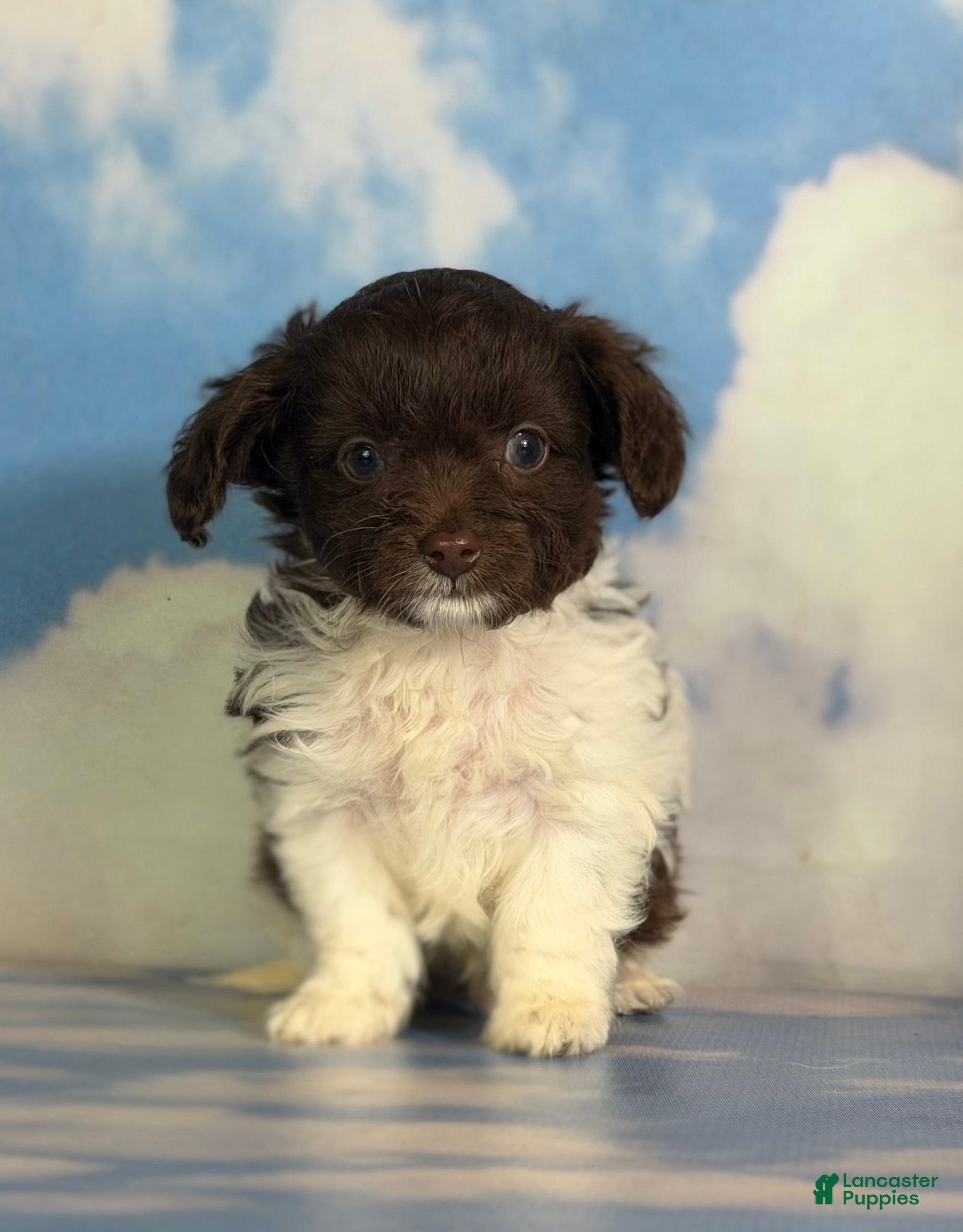 Doxiepoo dogs Tiny tot  - Ad 1