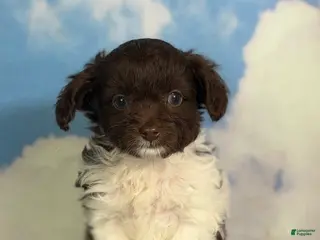 Doxiepoo dogs for sale: Tiny tot - Ad 1