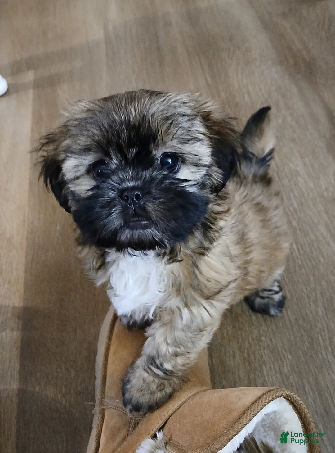 Shorkie dogs for sale: Bailey  - Ad 1