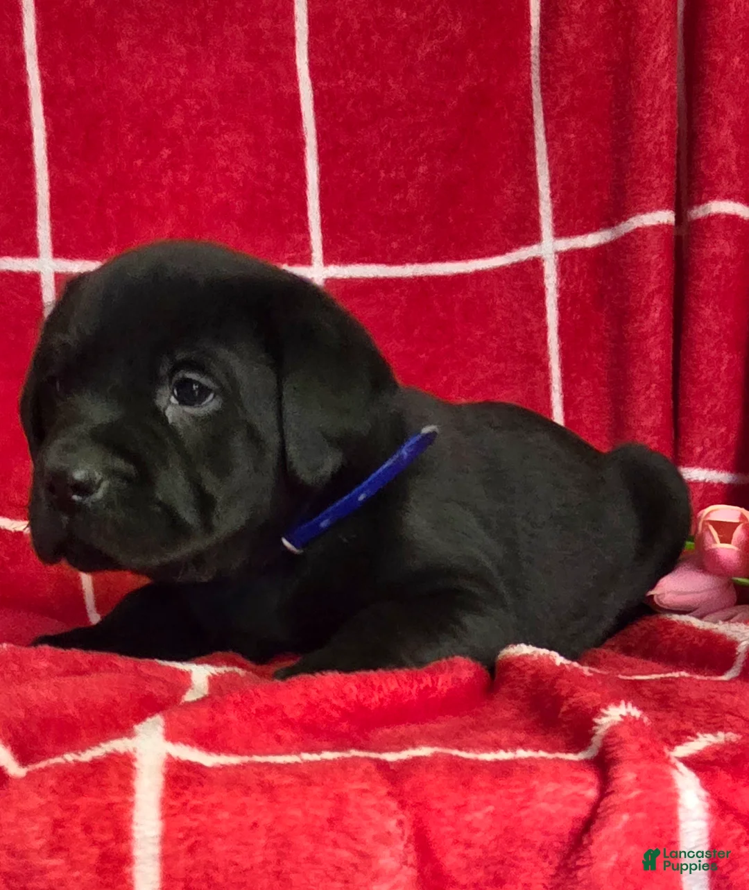 Labrador Retriever dogs for sale: Diesel  - Ad 2