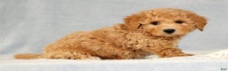 Bichpoo dogs for sale: Chief - Ad 4