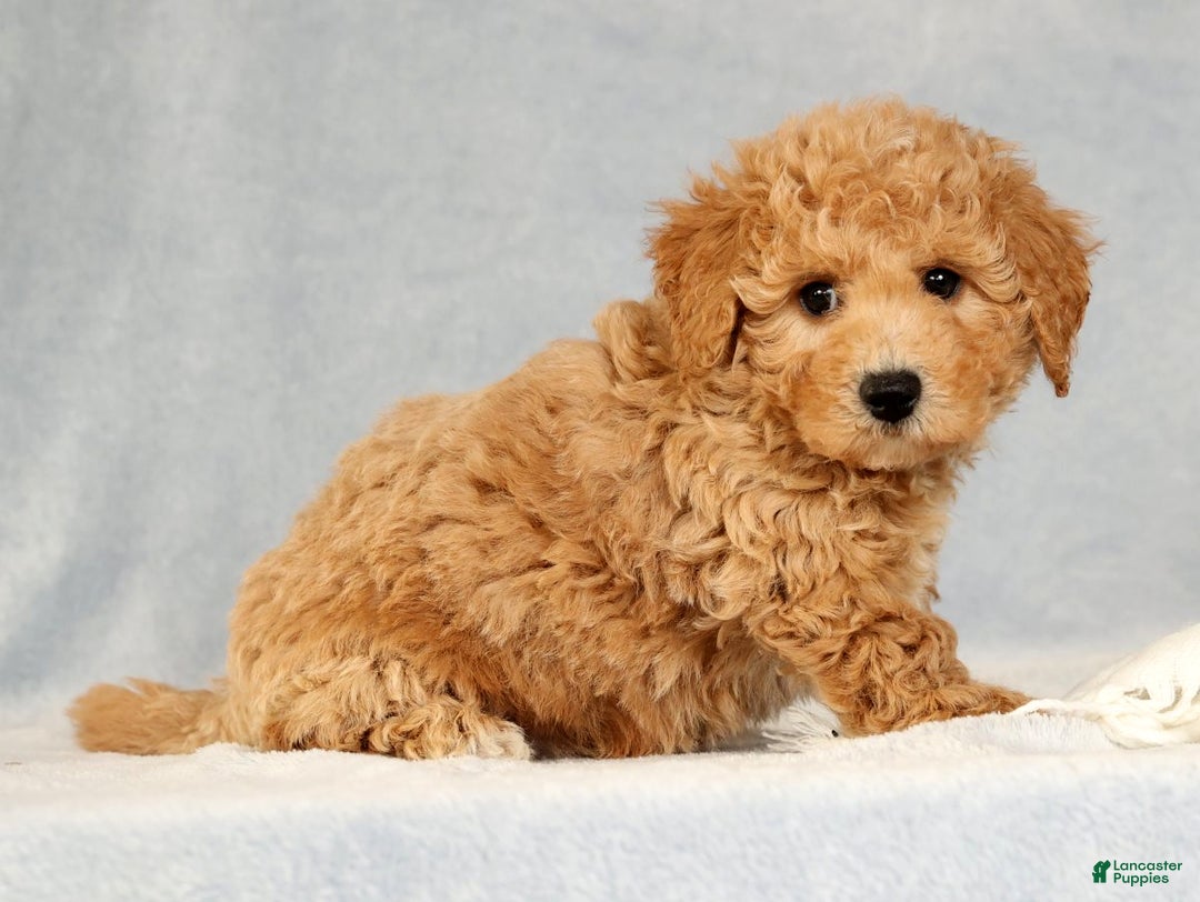 Bichpoo dogs for sale: Chief - Ad 4