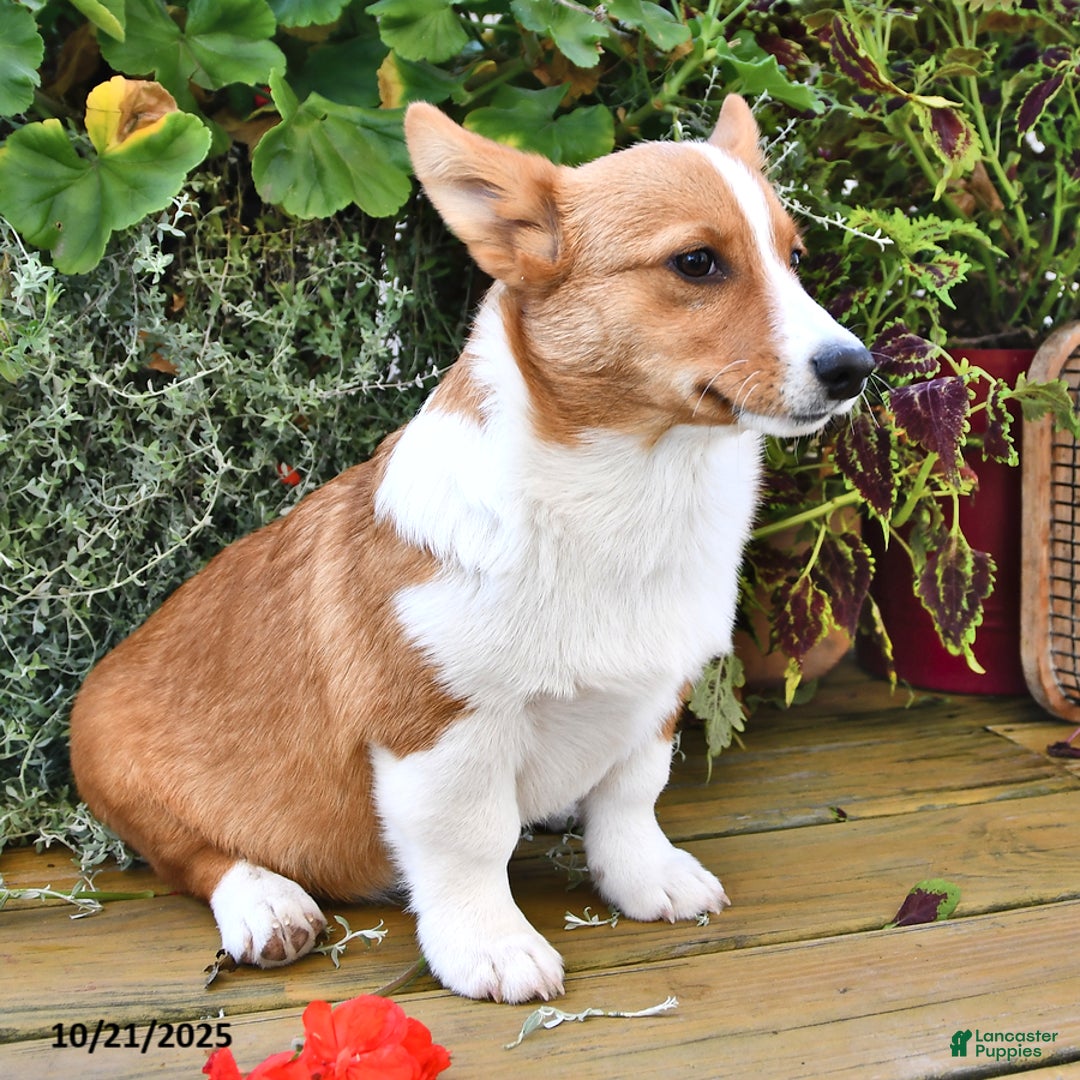 Welsh Corgi Pembroke dogs for sale: Jack - Ad 10
