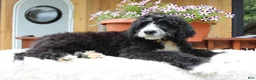 Bernedoodle dogs for sale: Logan - Ad 6