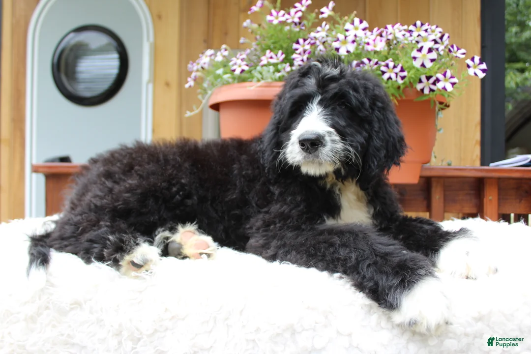 Bernedoodle dogs for sale: Logan - Ad 6