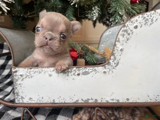 French Bulldog dogs Everest - Ad 4