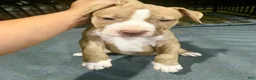 American Pit Bull Terrier dogs for sale: Button (UKC and ADBA) - Ad 3