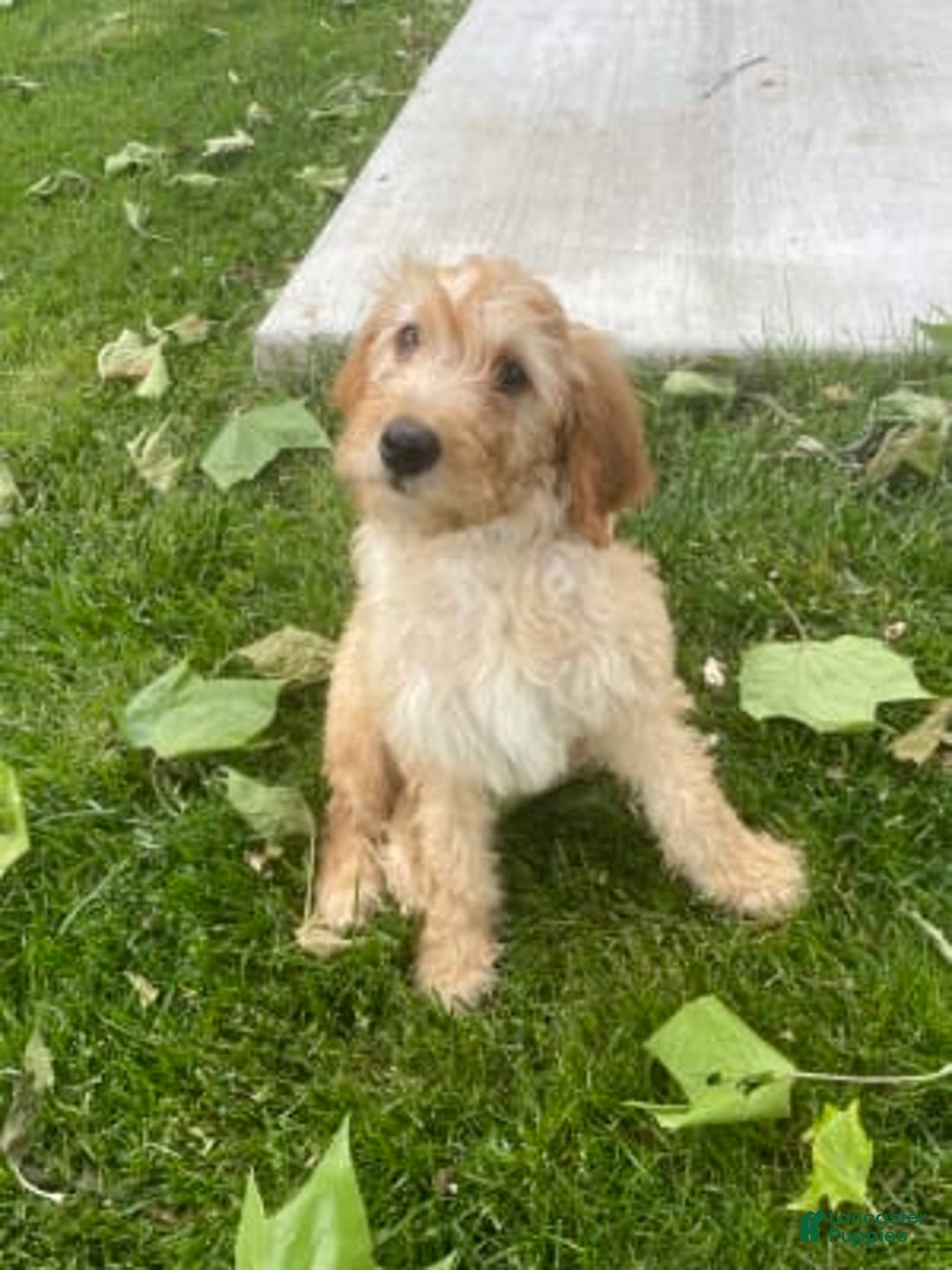 Gallery Image {{count}}