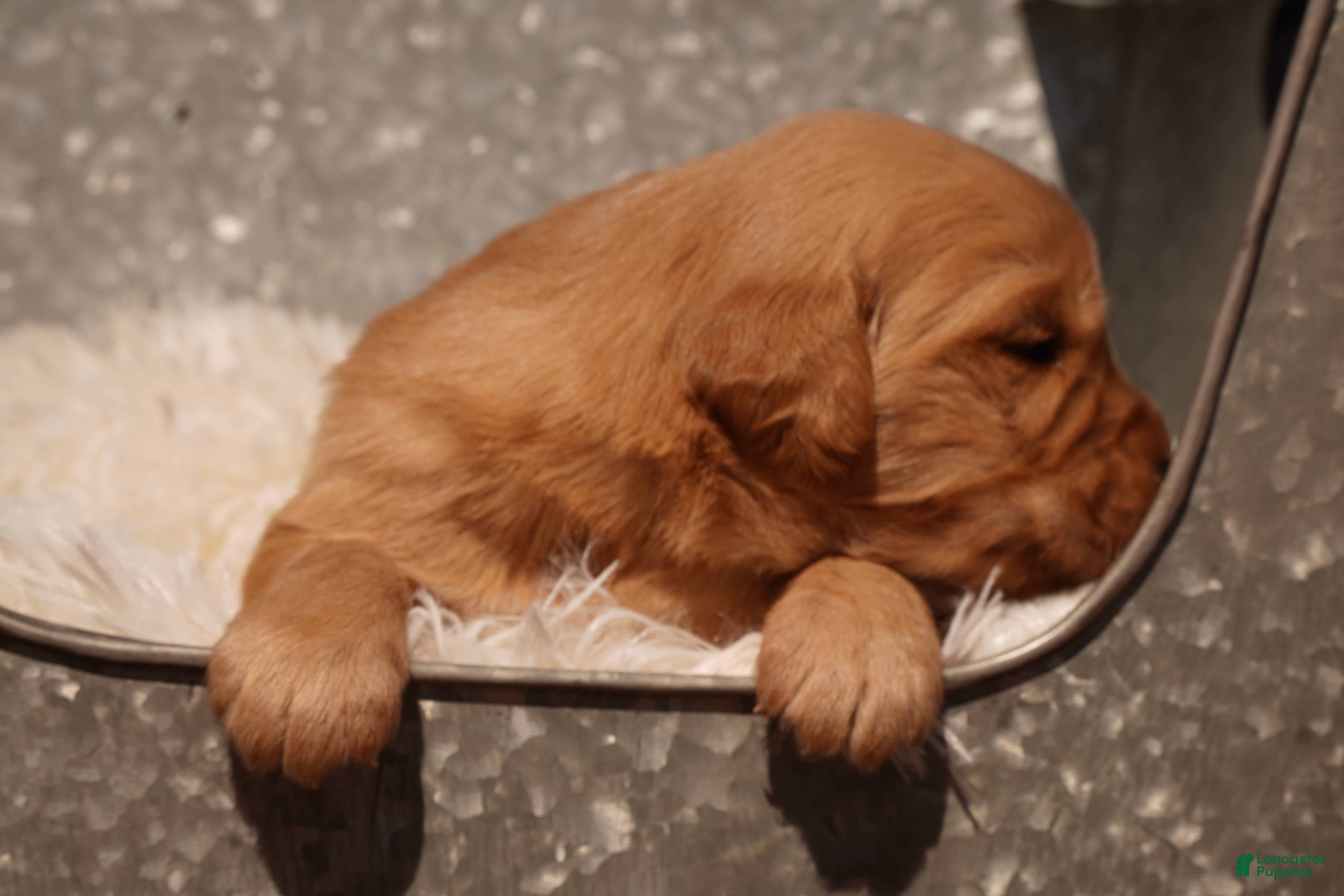 Golden Retriever dogs Ben - AKC, Genetically Clear - Ad 2
