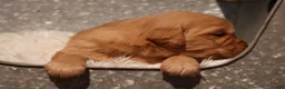 Golden Retriever dogs for sale: Ben - AKC, Genetically Clear - Ad 2