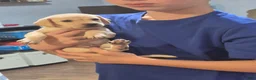Chiweenie dogs for sale: Chiweenie 1 - Ad 3