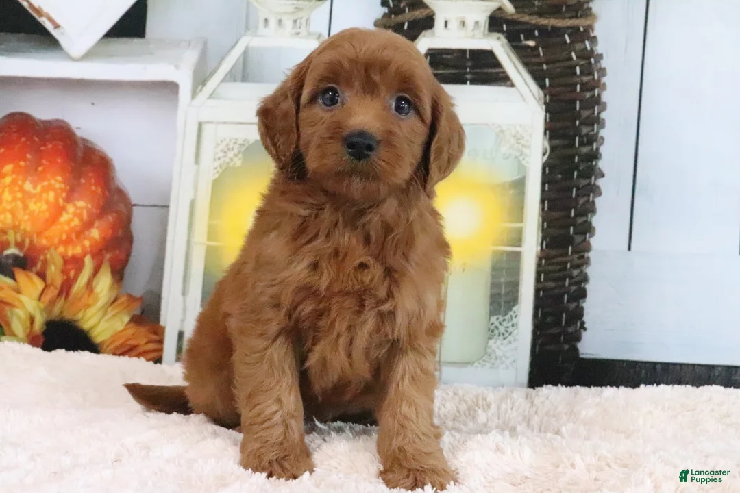 Mini Goldendoodle dogs for sale: Lacy - Ad 1