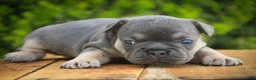 French Bulldog dogs for sale: Casey French Bulldog  - Ad 6