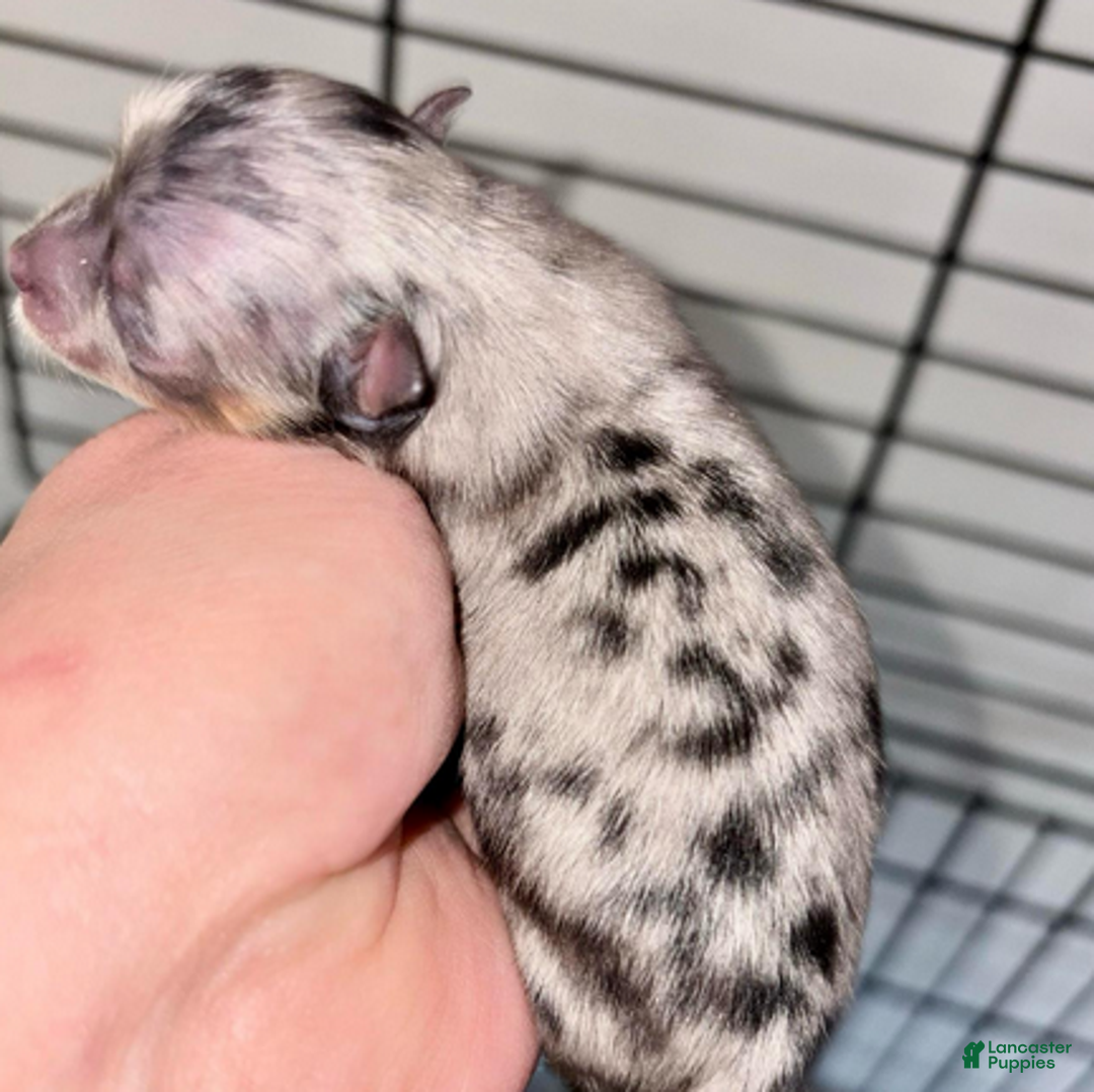 Pomeranian dogs for sale: Neo - Ad 5