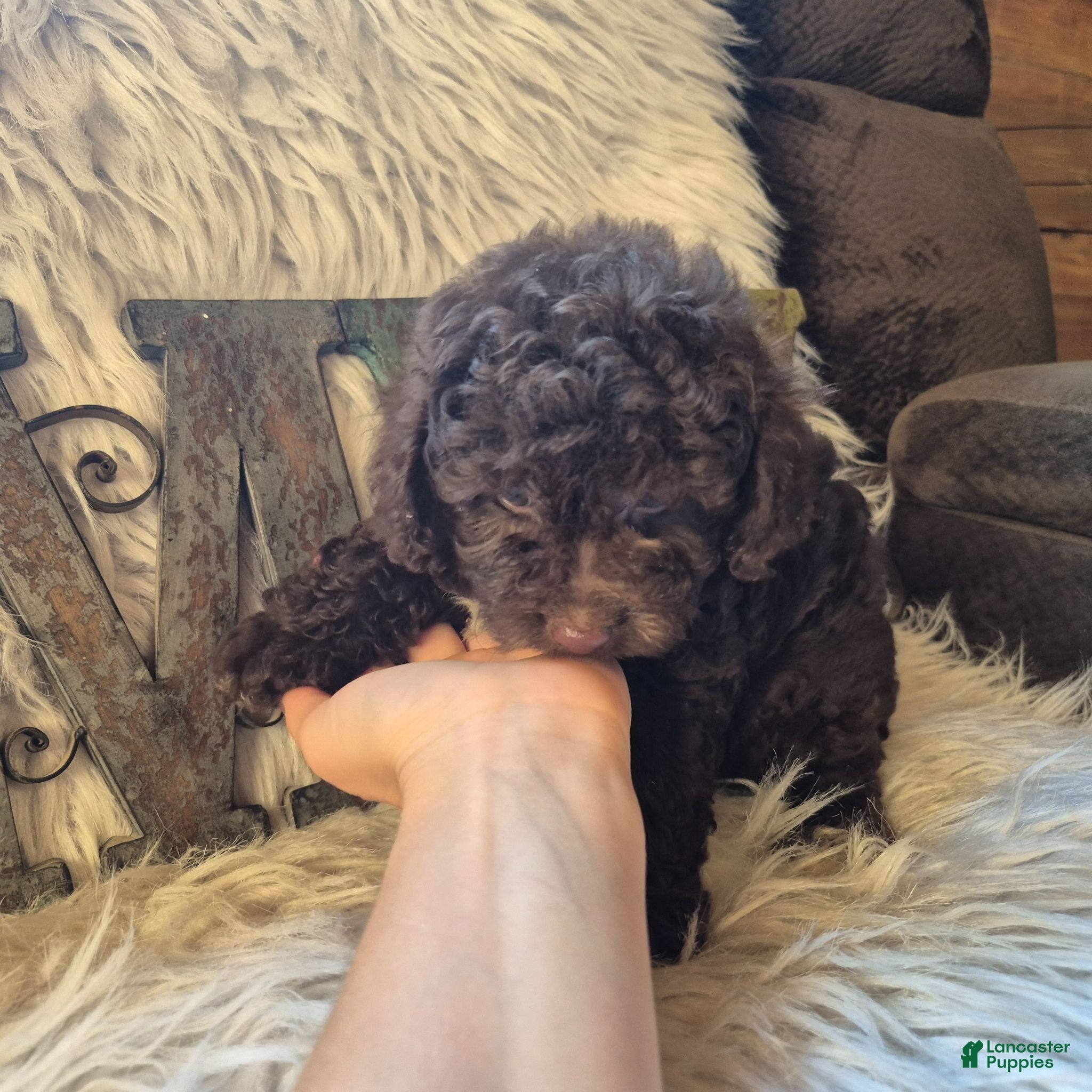 Miniature Poodle dogs Miniature Poodle 1 - Ad 2