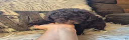 Miniature Poodle dogs for sale: Miniature Poodle 1 - Ad 2
