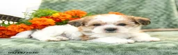 Yochon dogs for sale: Carson - Ad 3