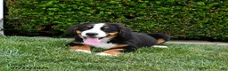 Bernese Mountain Dog dogs for sale: Duke - Ad 3