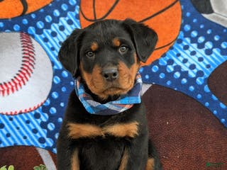 Rottweiler dogs Bryant - Ad 25