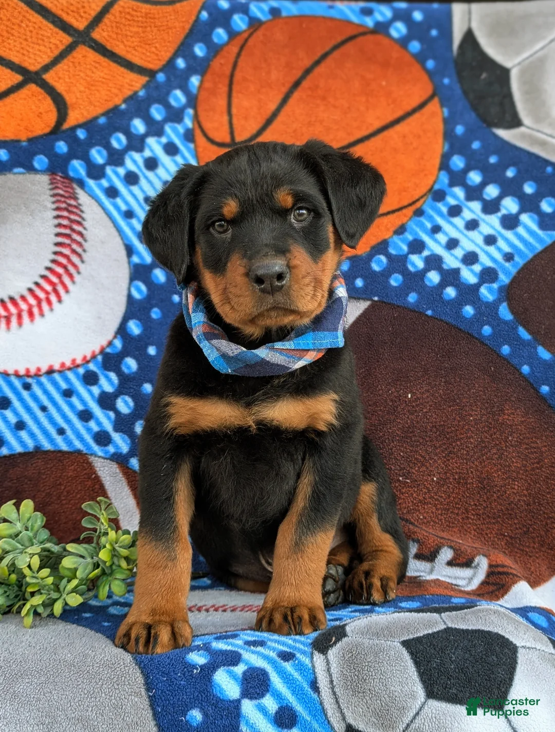 Rottweiler dogs for sale: Bryant - Ad 1
