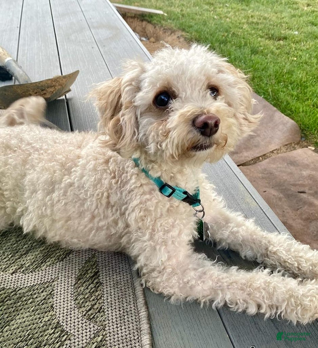 Cockapoo dogs for sale: Nova - Ad 7