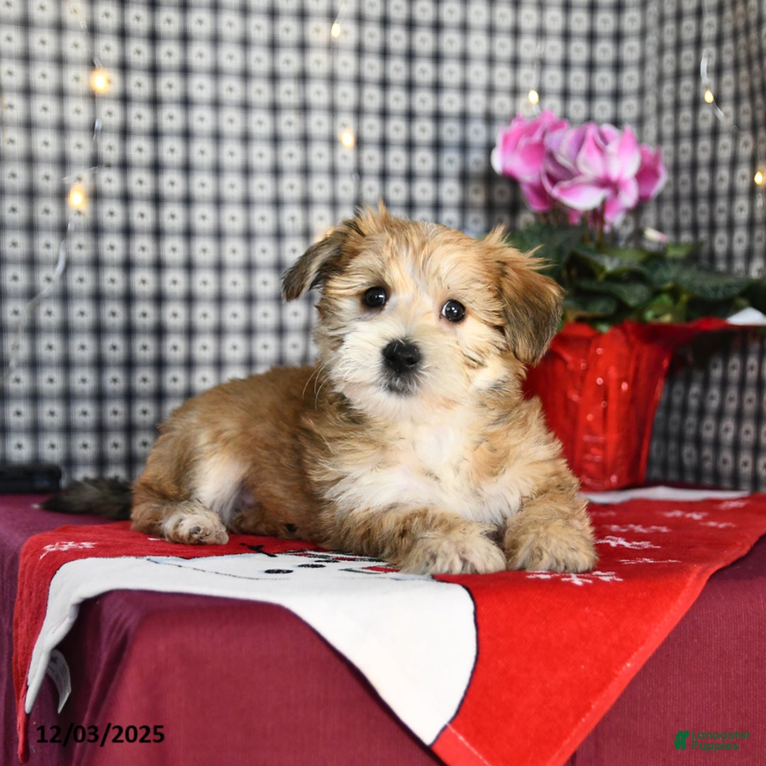 Morkie dogs for sale: Teddy Bear - Ad 4