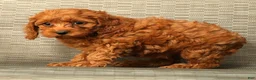 Cockapoo dogs for sale: Princess - Ad 8