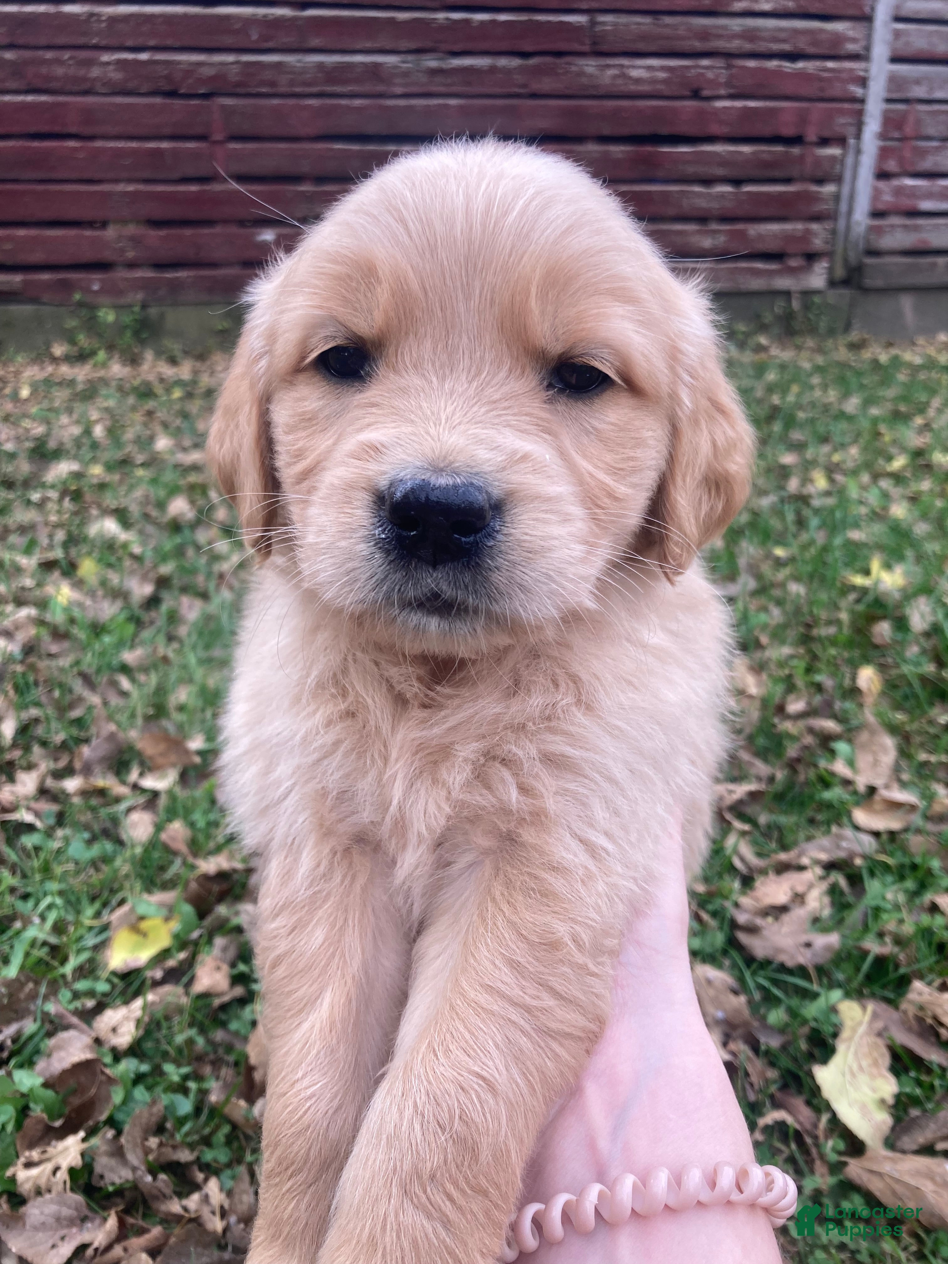 Golden Retriever dogs for sale: Alexis - Ad 1