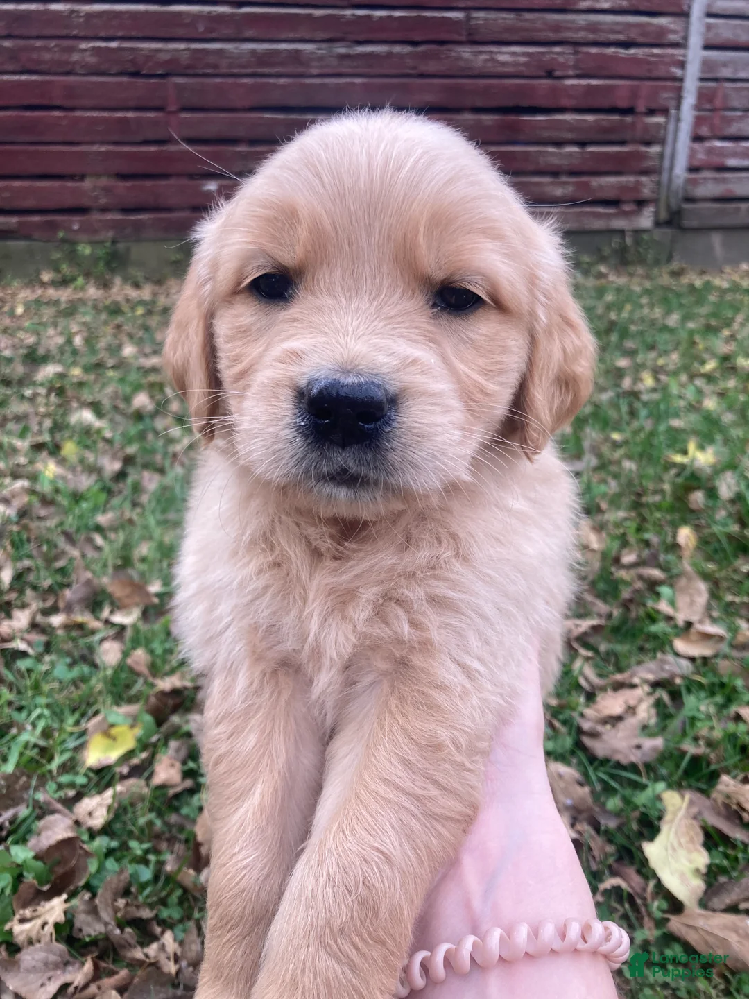 Golden Retriever dogs for sale: Alexis - Ad 1