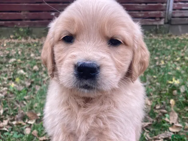 Golden Retriever dogs for sale: Alexis - Ad 1