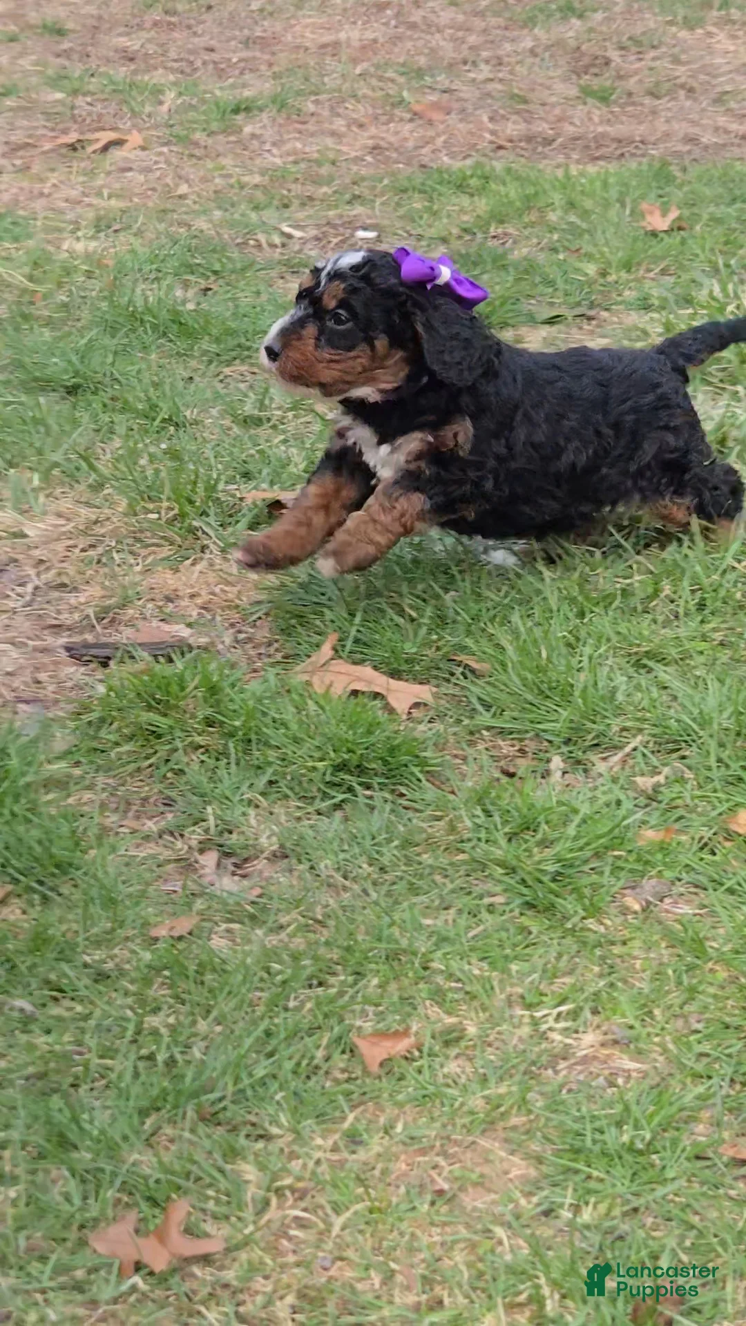 Mini Bernedoodle dogs for sale: Mini Bernedoodle Puppy 4 - Ad 1