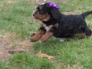 Mini Bernedoodle dogs Mini Bernedoodle Puppy 4 - Ad 5