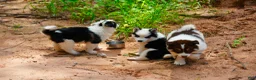 Mixed Breed dogs for sale: Mixed Breed 1 - Ad 6