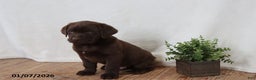 Labrador Retriever dogs for sale: Fudge - Ad 4