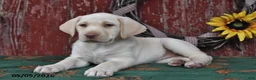 Labrador Retriever dogs for sale: Felicity - Ad 2