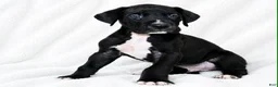 Great Dane dogs for sale: Cass  - Ad 2