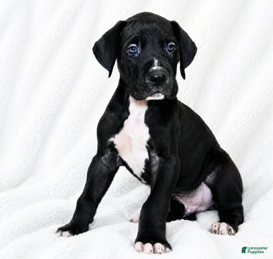 Great Dane dogs for sale: Cass  - Ad 2