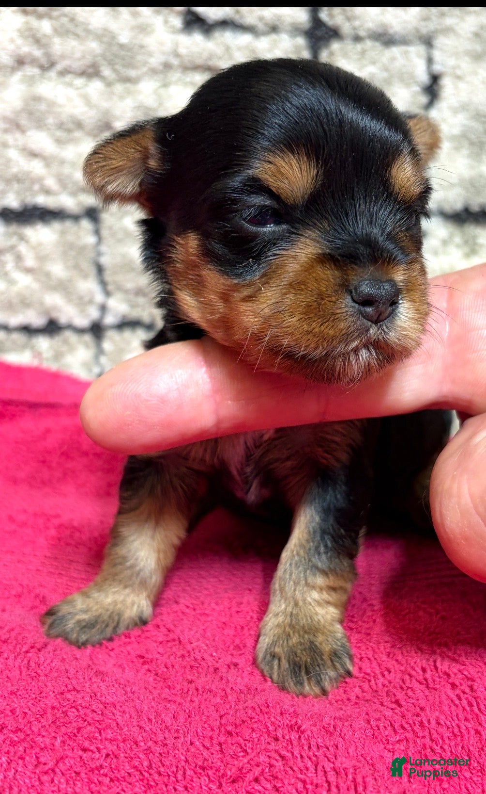 Yorkshire Terrier dogs Yorkshire Terrier 4 - Ad 1
