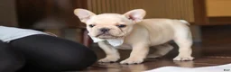 French Bulldog dogs for sale: Archie - Ad 8