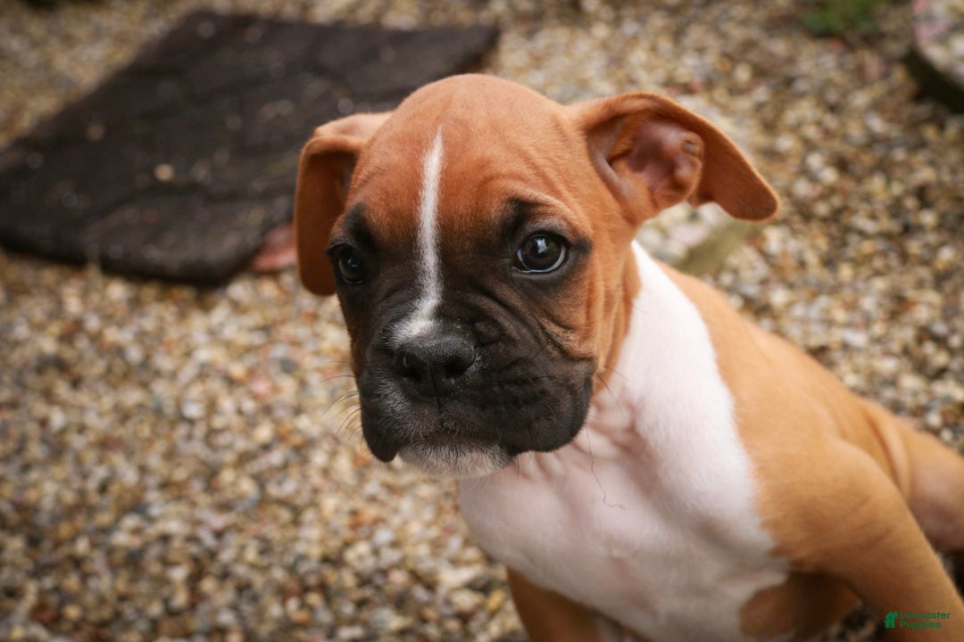 Boxer dogs Arlo - Ad 2